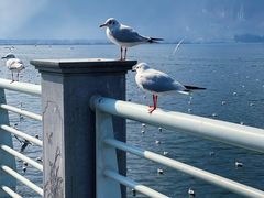 -海埂大坝