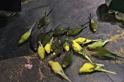 -酷嗒动物文化乐园(cutezoo西溪乐天城店)