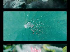 -厦门园林博览苑
