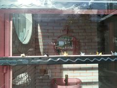 -喵屿·大理花园猫咖