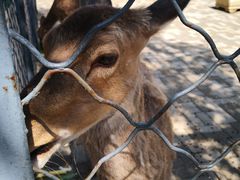 -长白岛森林公园