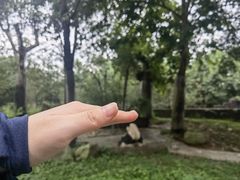 -都江堰中华大熊猫苑