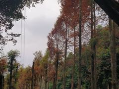 -重庆彩云湖湿地公园