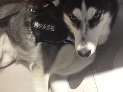 -悠尼宠物·独立低压伊珊娜洗护·美容·寄养(兰谷路店)