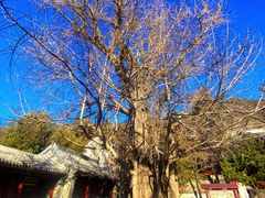 -潭柘寺景区
