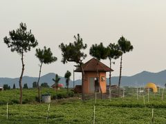 -中华茉莉园