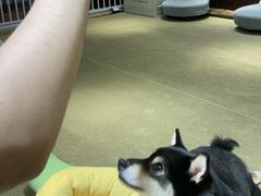 -逗柴咖啡屋·狗咖猫咖宠物桌游