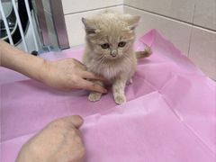 -北京观赏动物医院·24小时大型综合·猫专科·异宠专科