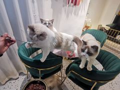 -喵喵咪呀布偶猫咖(春熙路店)