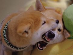 -逗柴咖啡屋·狗咖猫咖宠物桌游