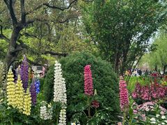 -上海共青森林公园