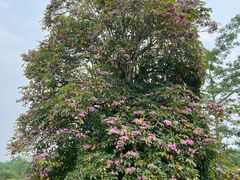 -中国科学院西双版纳热带植物园