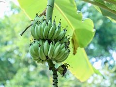 -西双版纳傣族园