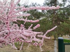 -大兴滨河森林公园