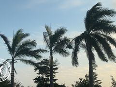 -三亚亚龙湾金棕榈度假酒店