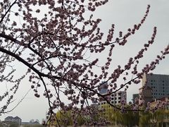 -桃花堤公园