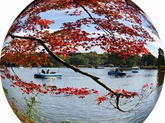 -上海共青森林公园