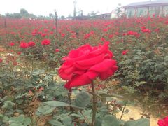 万达国际影城(锦华店)-万达影城(锦华万达广场IMAX店)