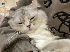 -COLOR PETS 撸猫馆·购猫·猫咖(长风大悦城店)
