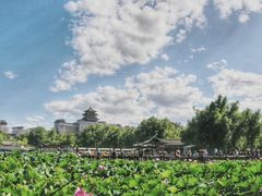 -莲花池公园