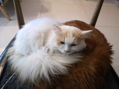 -平行世界·猫咖(首经贸店)