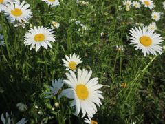 -昆山城市生态森林公园