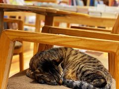 -猫的天空之城概念书店(杭州南宋御街店)