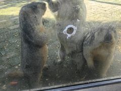 -金石滩蓝莓谷庄园