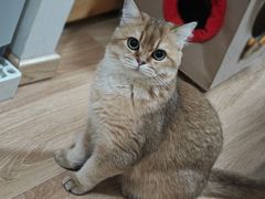 -猫大福·Fortune Cat猫舍(百子湾店)