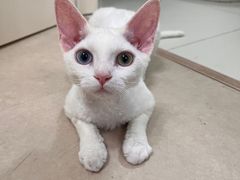 -唐小姐の猫狗洗护·购宠旗舰店(周浦万达店)