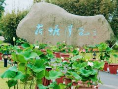-荷塘月色湿地公园·向阳花洲