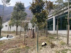 -卧龙中华大熊猫苑神树坪基地