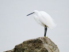 -深圳湾公园(南山区)