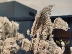 -阿那亚第三食堂 Cafeteria 3