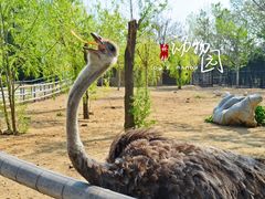 -大连森林动物园