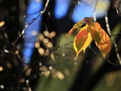 -北海道厅旧本厅舍(旧本庁舎)