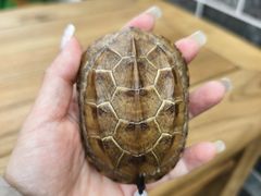 -梧州双钱龟苓膏(老街店)