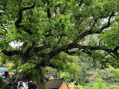 -杨家堂村