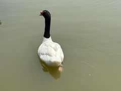 -宁波杭州湾国家湿地公园