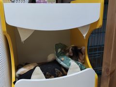 -关爱宠物医院·猫科中心·消化科(滨湖万达分院)