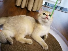-猫大福·Fortune Cat猫舍(百子湾店)