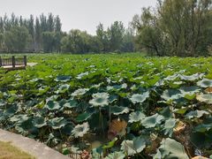 -西安浐灞国家湿地公园