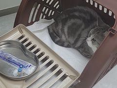 -中农国际动物医院24小时·猫科·骨科·急重症中心