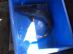 -荣德灶台鱼(圣泉寺店)