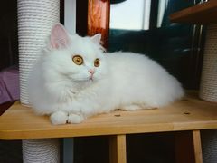 -欣宠猫屋·矮脚拿破仑·蓝金金渐层