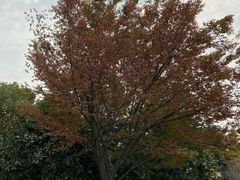 -上海市保健医疗中心