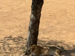 -西霞口神雕山野生动物世界