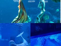 -海合安武汉极地海洋公园
