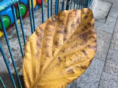 -晓港公园