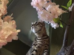 -猫猫幼稚园·撸猫·桌游·电玩
